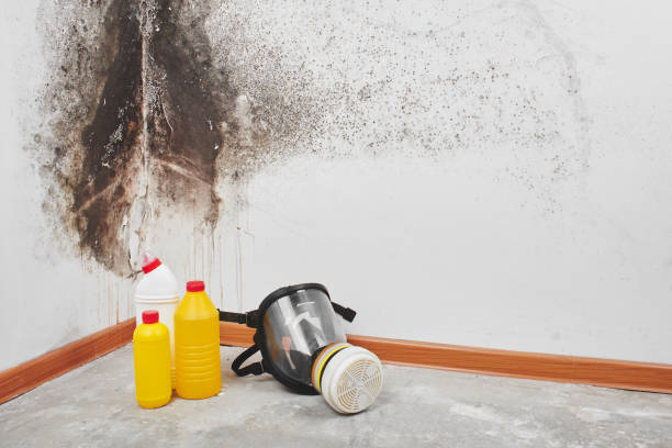 Best Post-Flood Mold Remediation in Nicholson, MS