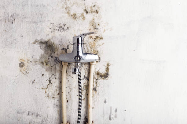 Best White Mold Remediation in Nicholson, MS
