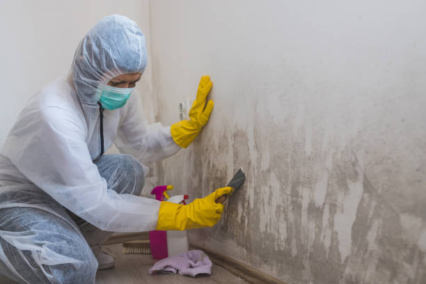 Best Kitchen Mold Remediation in Nicholson, MS