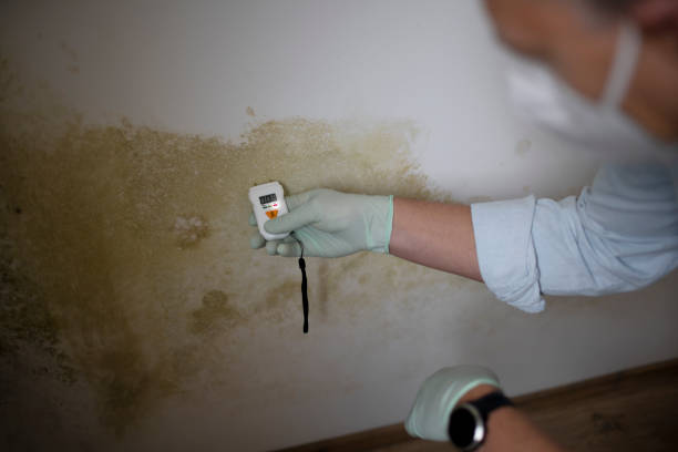 Best Localized Mold Remediation (e.g., coastal areas, humid climates) in Nicholson, MS