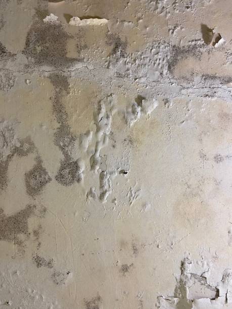 Professional Mold Remediation in Nicholson, MS
