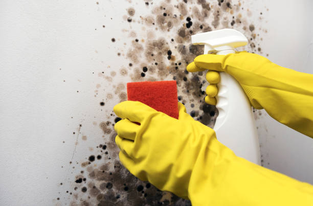 Best Kitchen Mold Remediation in Nicholson, MS