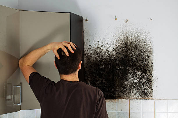 Best Residential Mold Remediation in Nicholson, MS