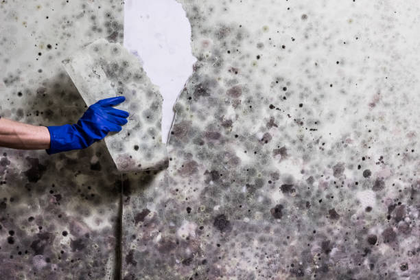 Best Preventive Mold Services in Nicholson, MS