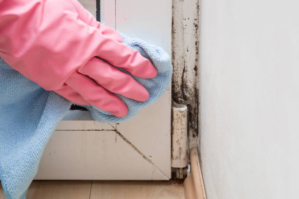 Best Mold Remediation for Specific Building Types in Nicholson, MS