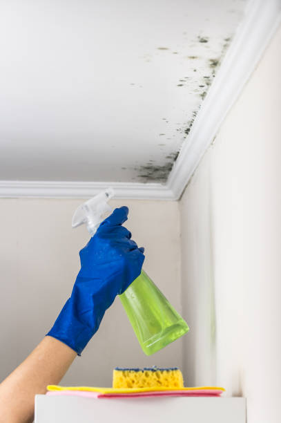 Best Post-Remediation Services in Nicholson, MS