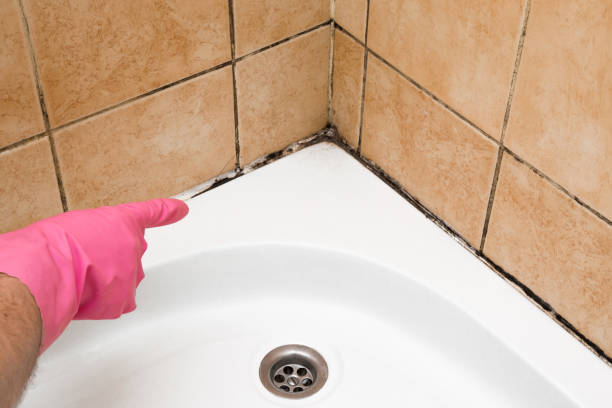 Best Basement Mold Remediation in Nicholson, MS